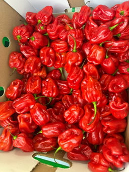 Red Peppers
