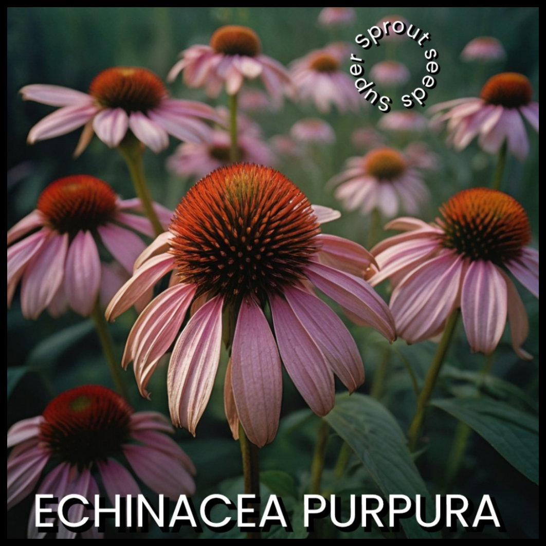 🌺ECHINACEA PURPUREA 🌺 x 15 seeds_1