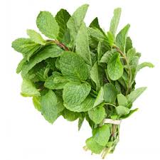 Mint leaves bunch