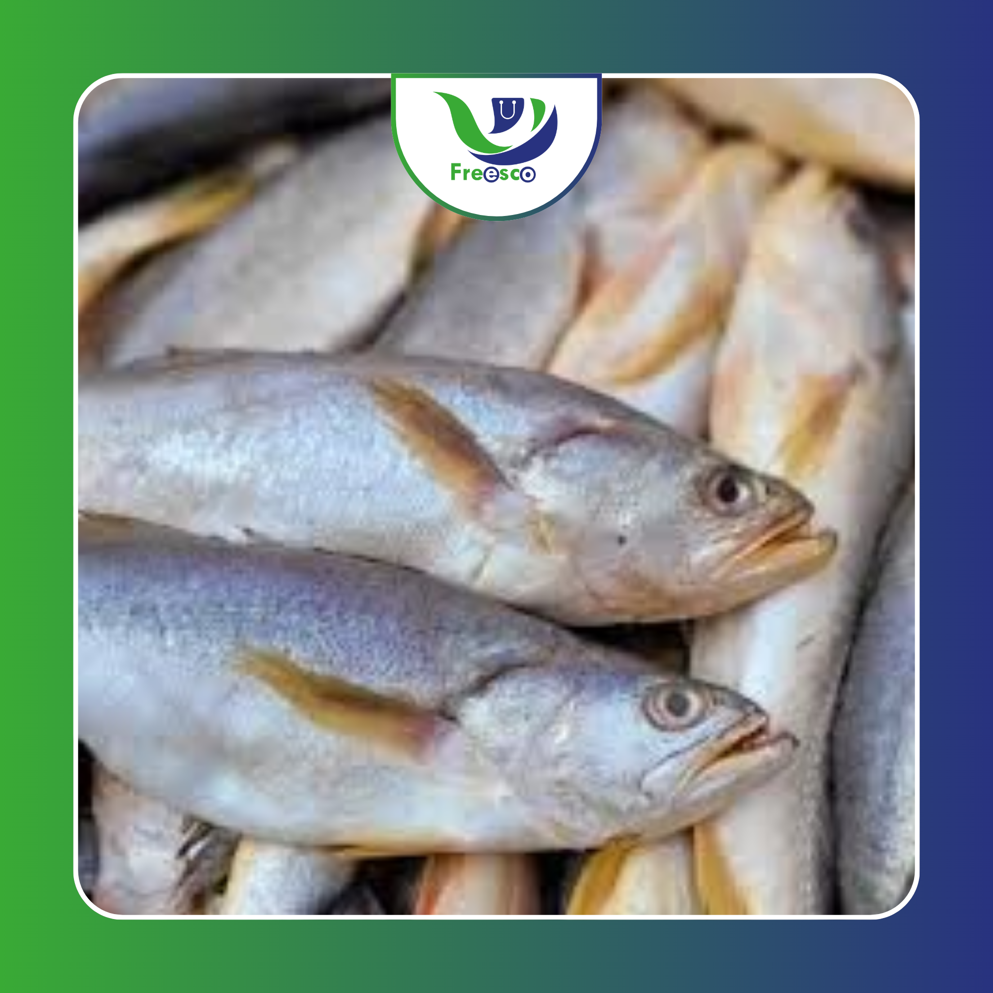 Pescada Congelada_0
