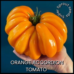 🍅ORANGE ACCORDION TOMATO🍅 x 10 organic seeds
