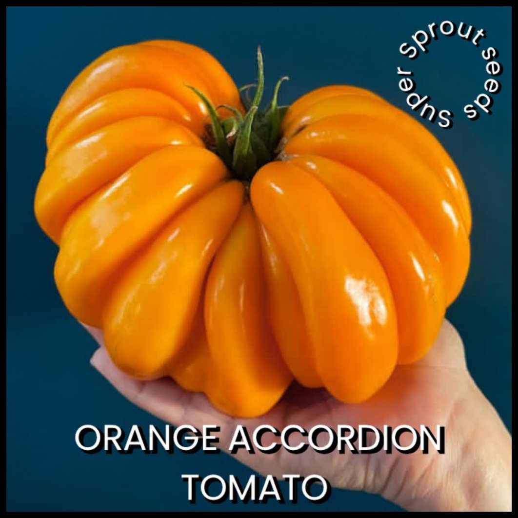 🍅ORANGE ACCORDION TOMATO🍅 x 10 organic seeds_4
