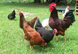 Local Chicken_0