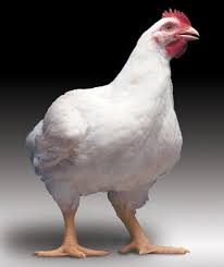 Chicken - Broiler
