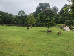 From Bangkok: Khao Yai National Park Small-Group Day Trip