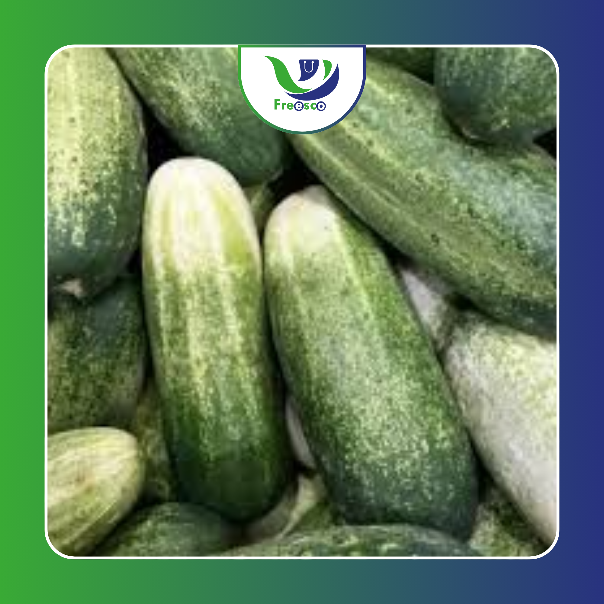 Pepino_0