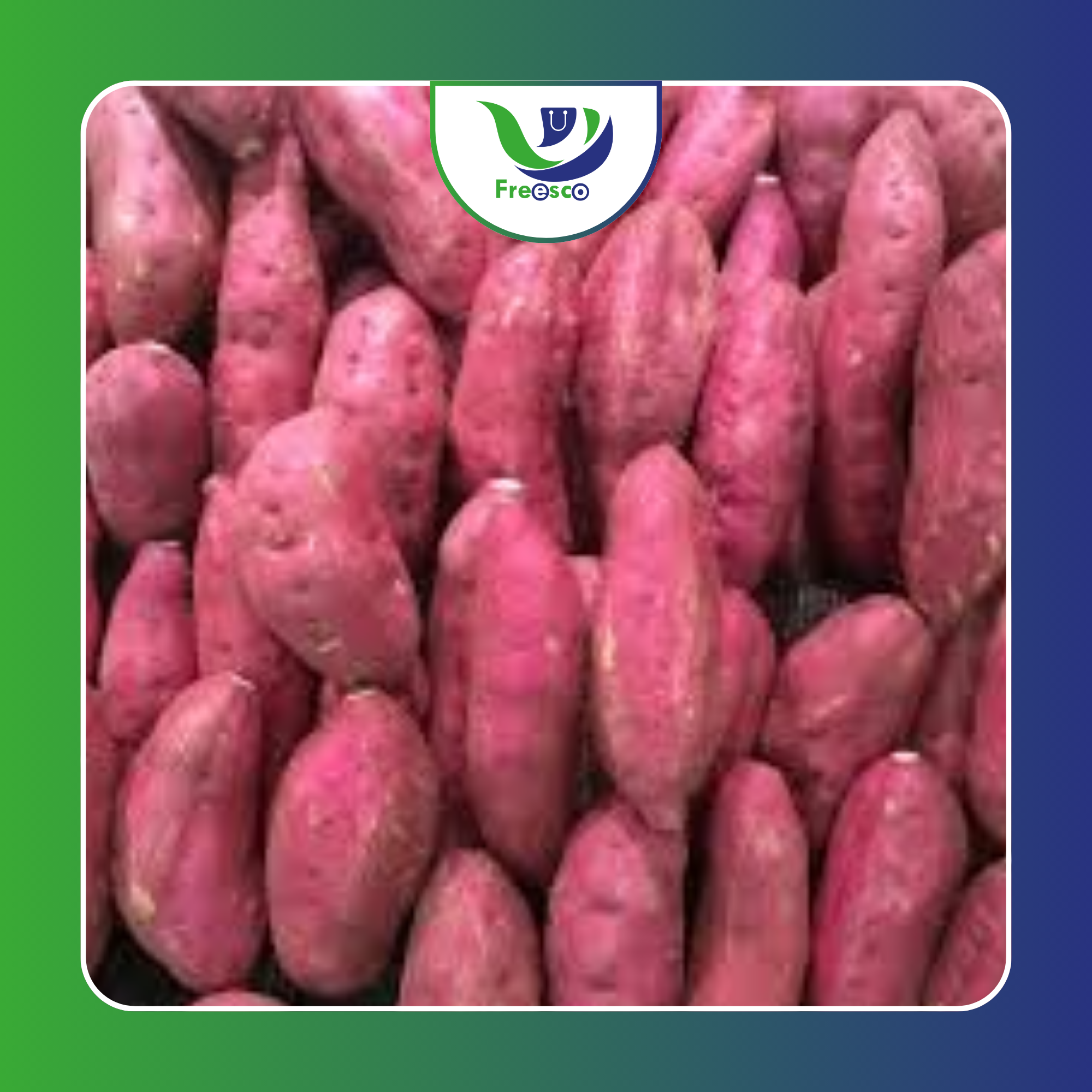 Batata Doce_0