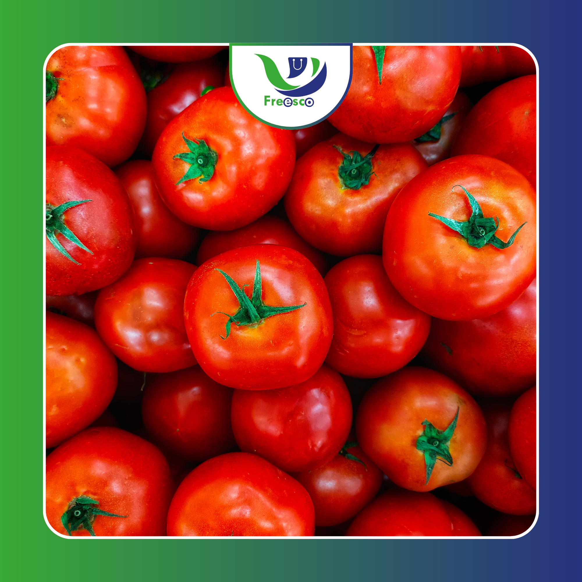 Tomate Fresco_0