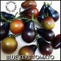 🍅BLUE KEYES TOMATO🍅 x 10 seeds