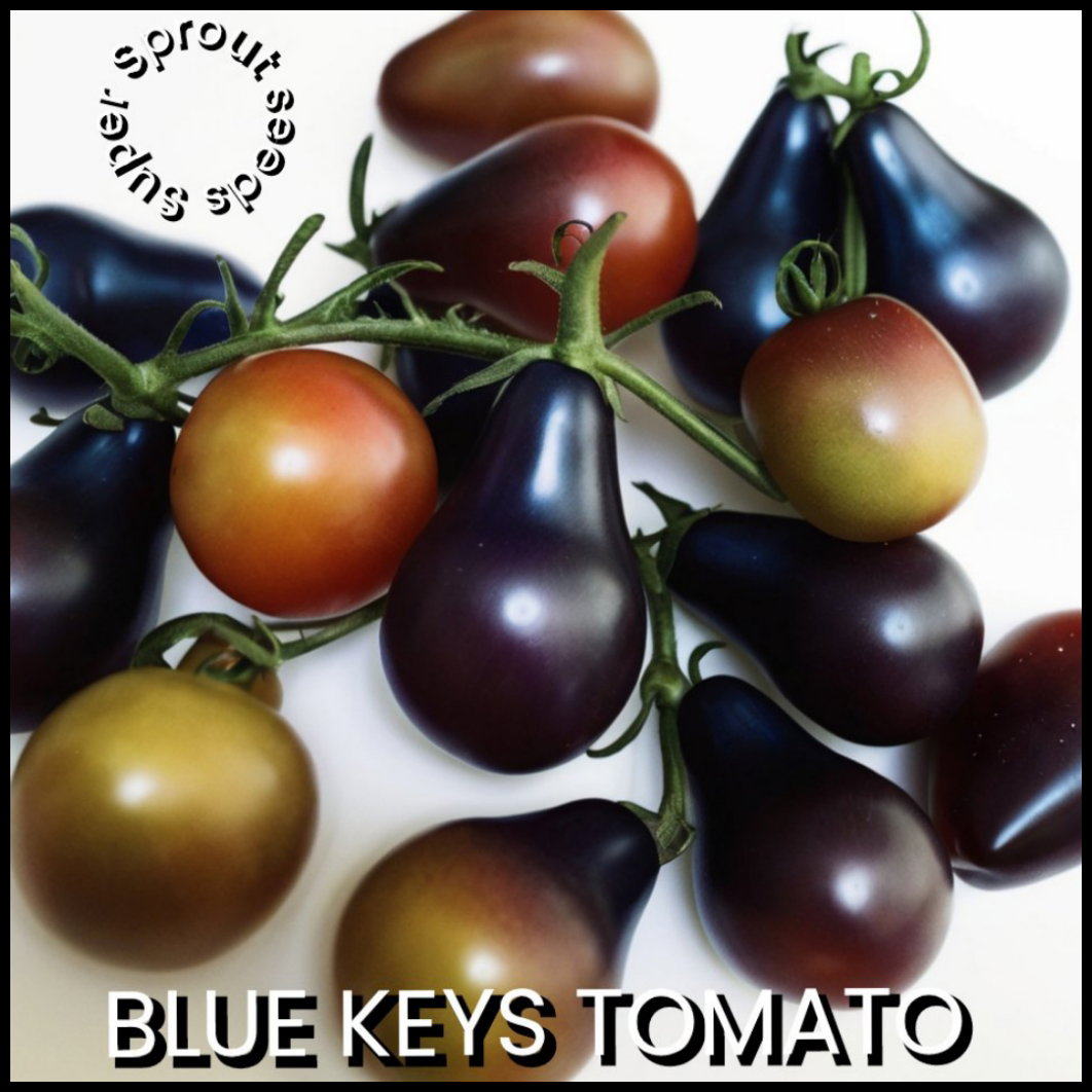 🍅BLUE KEYES TOMATO🍅 x 10 seeds_3