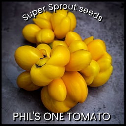 🍅PHIL'S ONE TOMATO 🍅 x 10+ seeds