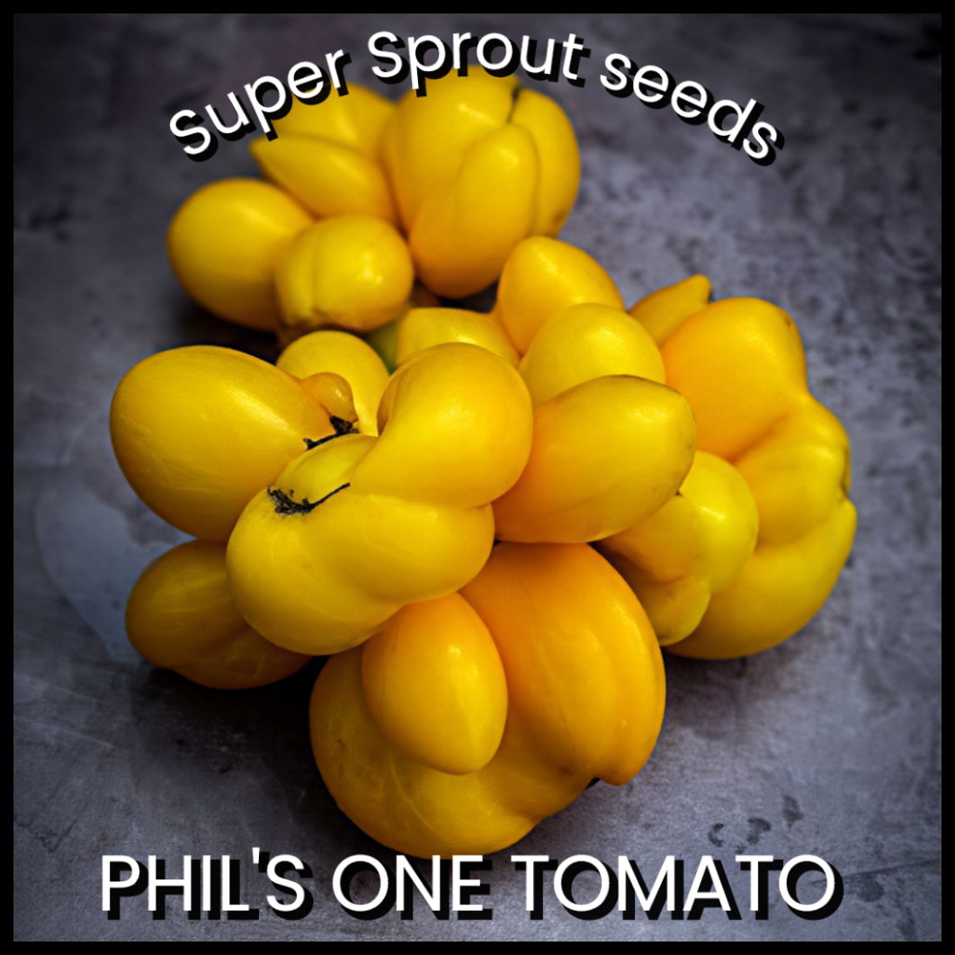 🍅PHIL'S ONE TOMATO 🍅 x 10+ seeds_3