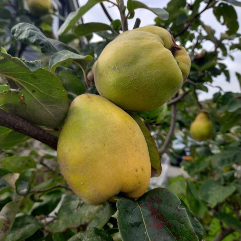Kweepeer - Quince