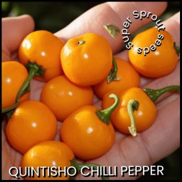 🌶QUINTISHO PEPPERS🌶 x 10+  organic seeds