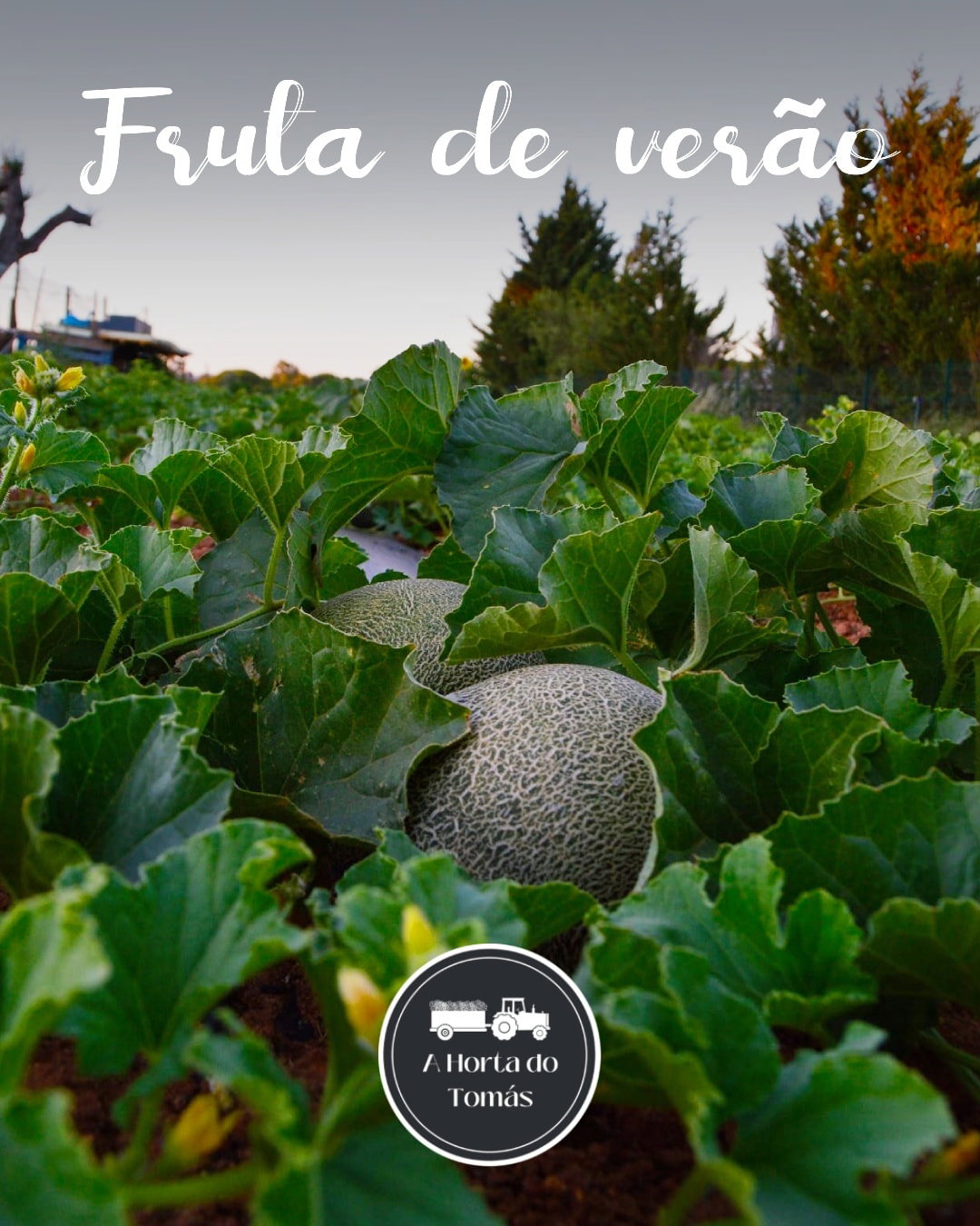 Couve de Bróculos