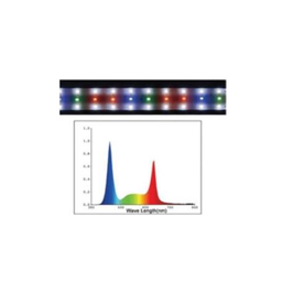 DOPHIN LED