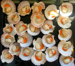 Half Shell Scallop (1kg)