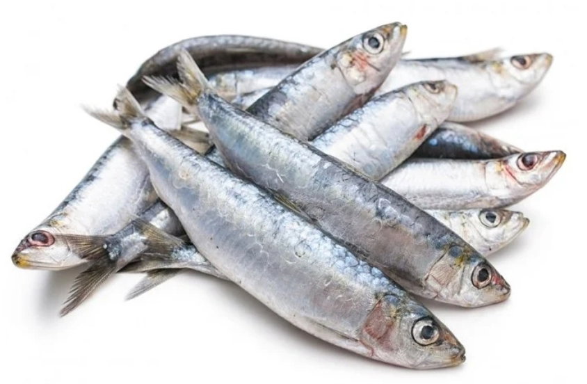 Sardines