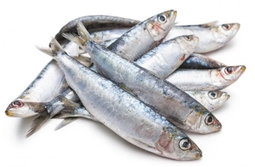 Sardines