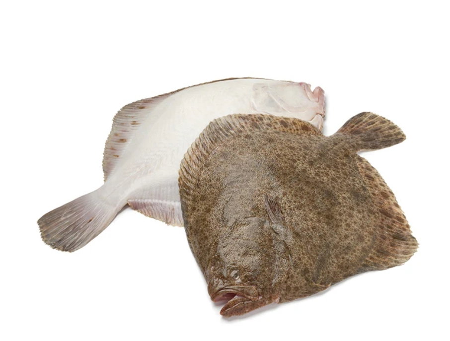 Turbot_0