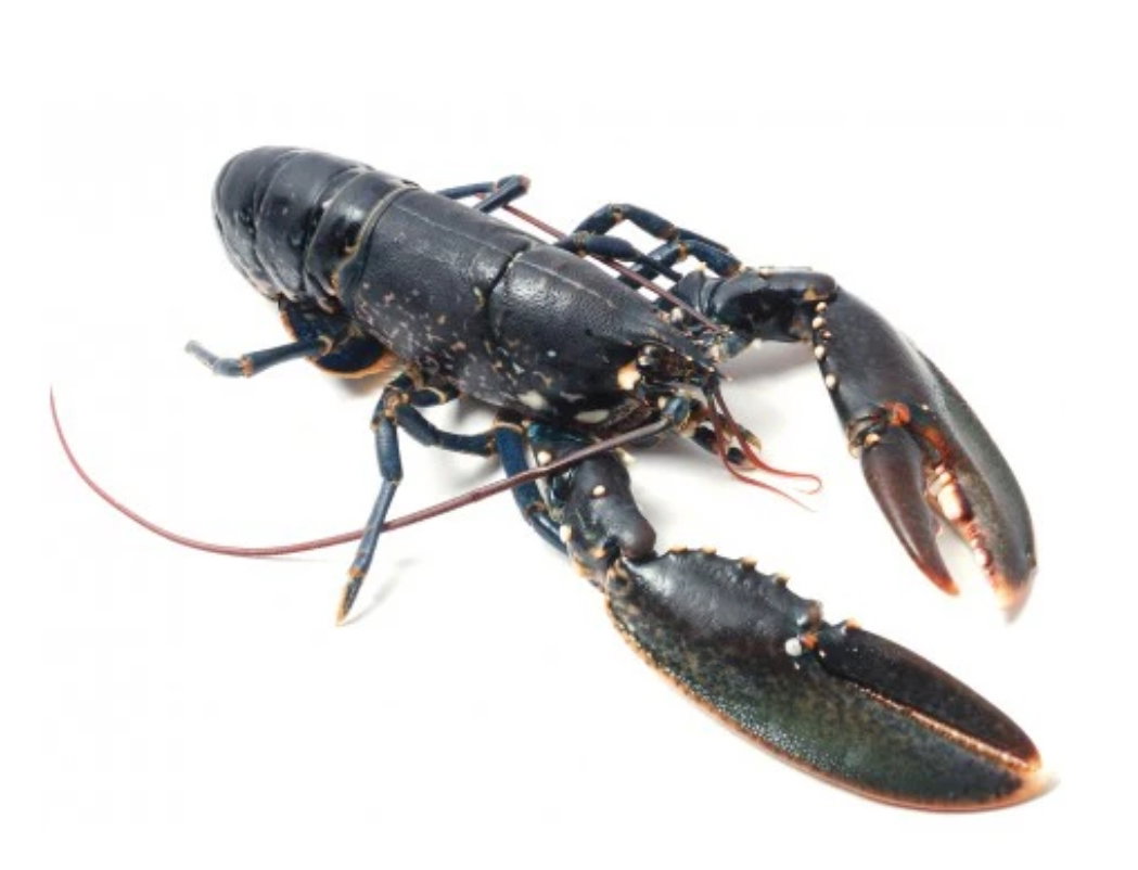 Homard_0