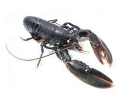 Homard