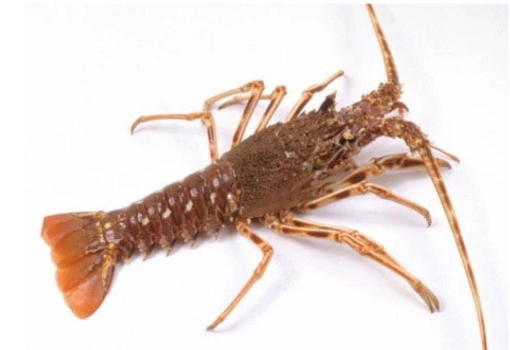 Langoustes_0
