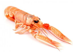Langoustines 