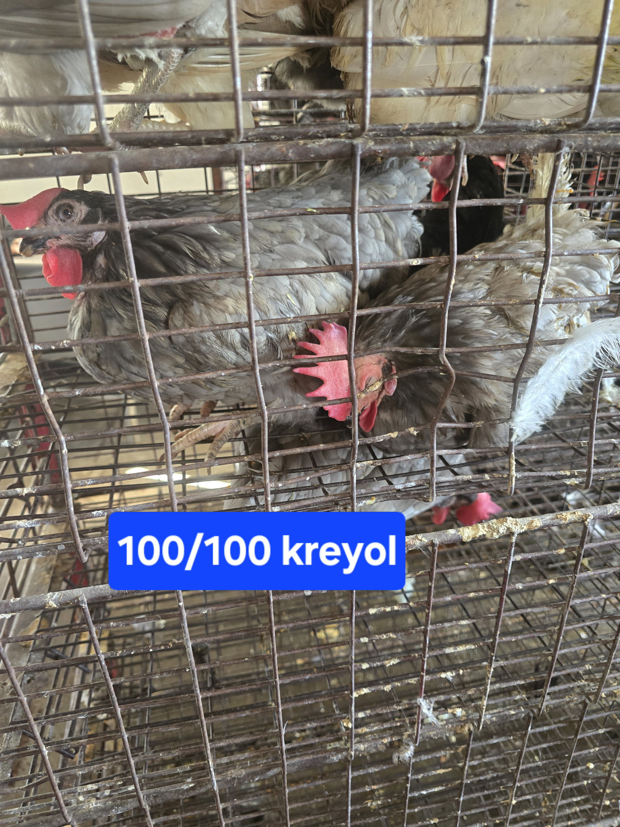 POUL KREYO'L_0