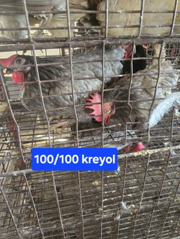 POUL KREYO'L