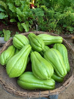 Chayote