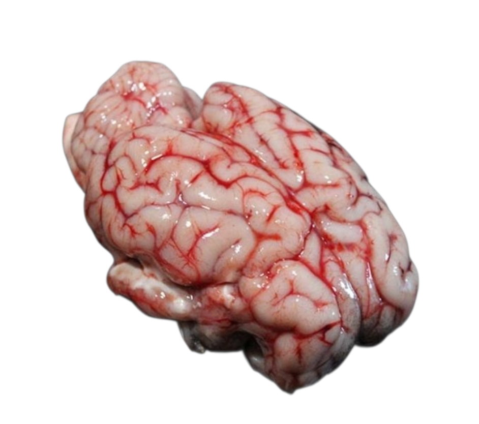 Cervelle d'agneau_0