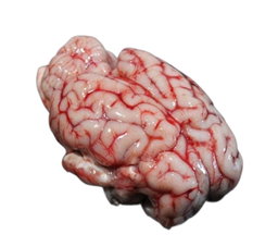 Cervelle d'agneau