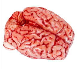 Cervelle de veau