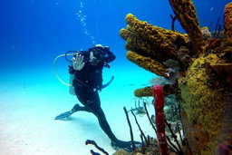 Buceo en isla catalina
