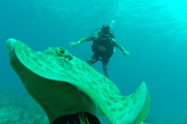Buceo en isla catalina_5