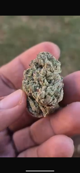 Greenhouse