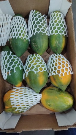 Papaya loose