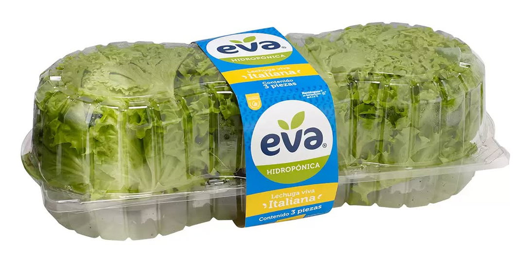 Eva Lechuga italiana hidropónica 3 un