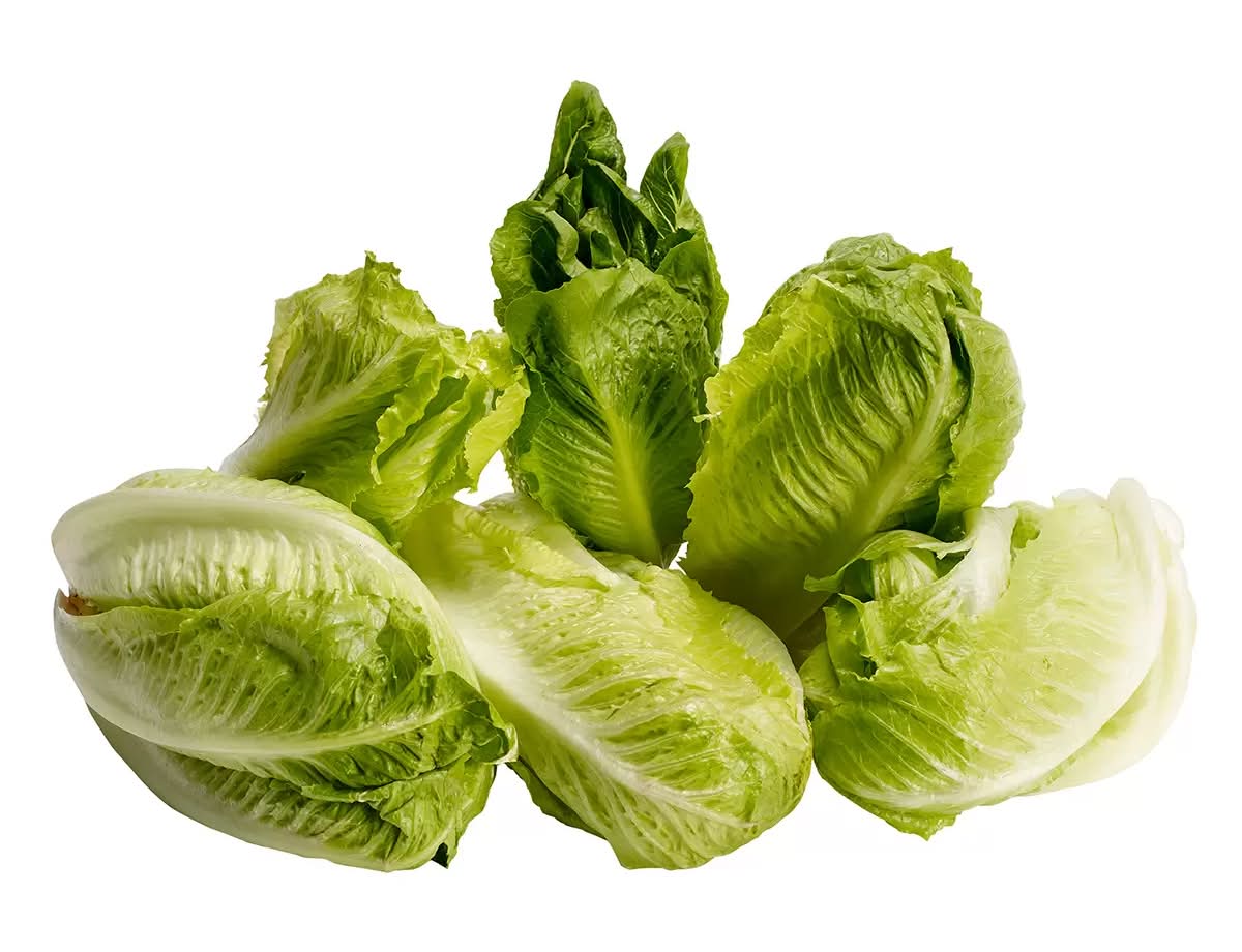 Fresh Garden Lechuga dulce sucrine 6 un_0