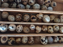 Quail Eggs (12)