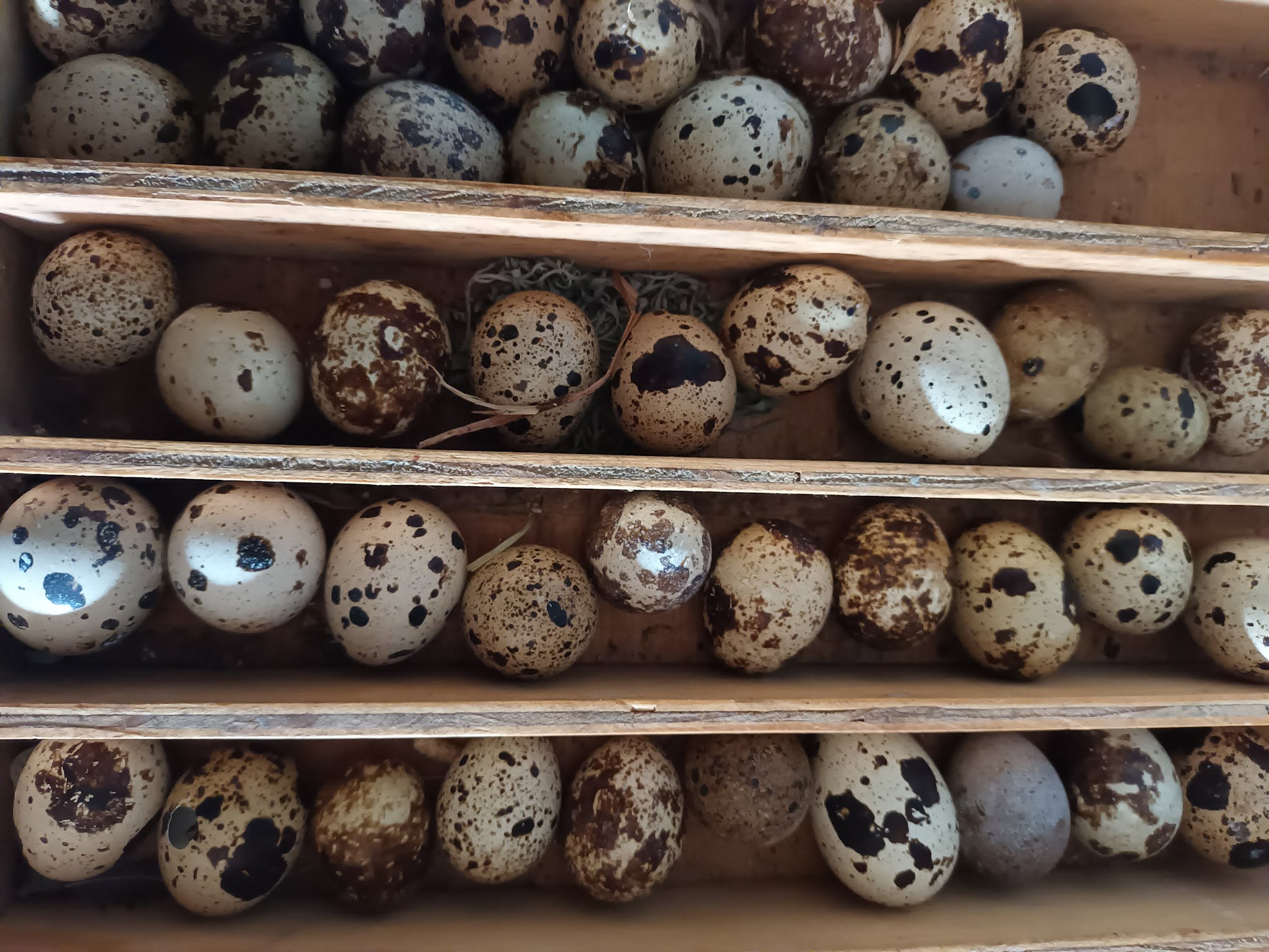 Quail Eggs (12)