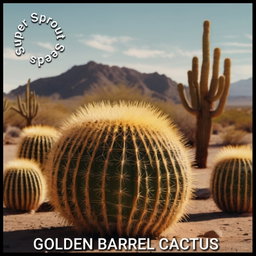 🌵GOLDEN BARREL CACTUS🌵 x 25+ seeds