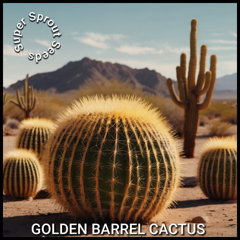 🌵GOLDEN BARREL CACTUS🌵 x 25+ seeds