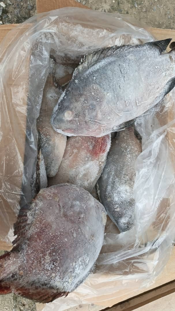 Frozen Tilapia 10kg