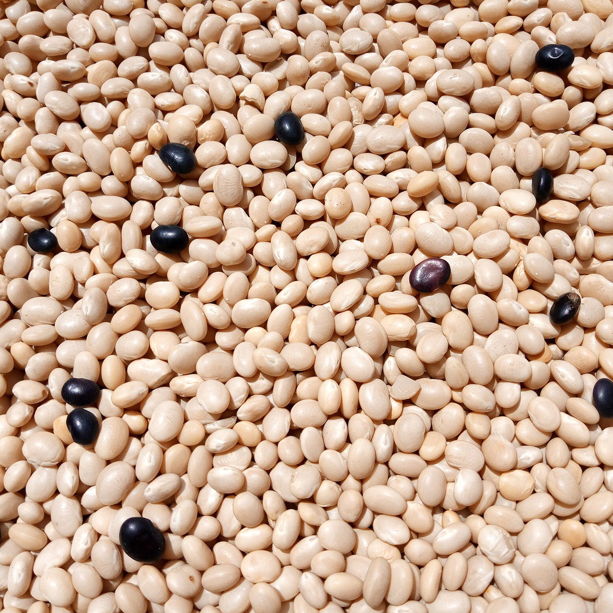  Cassoulet_0