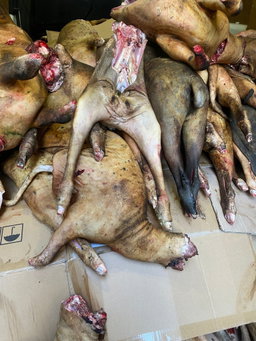 Full Fresh Goat Meat with skin 