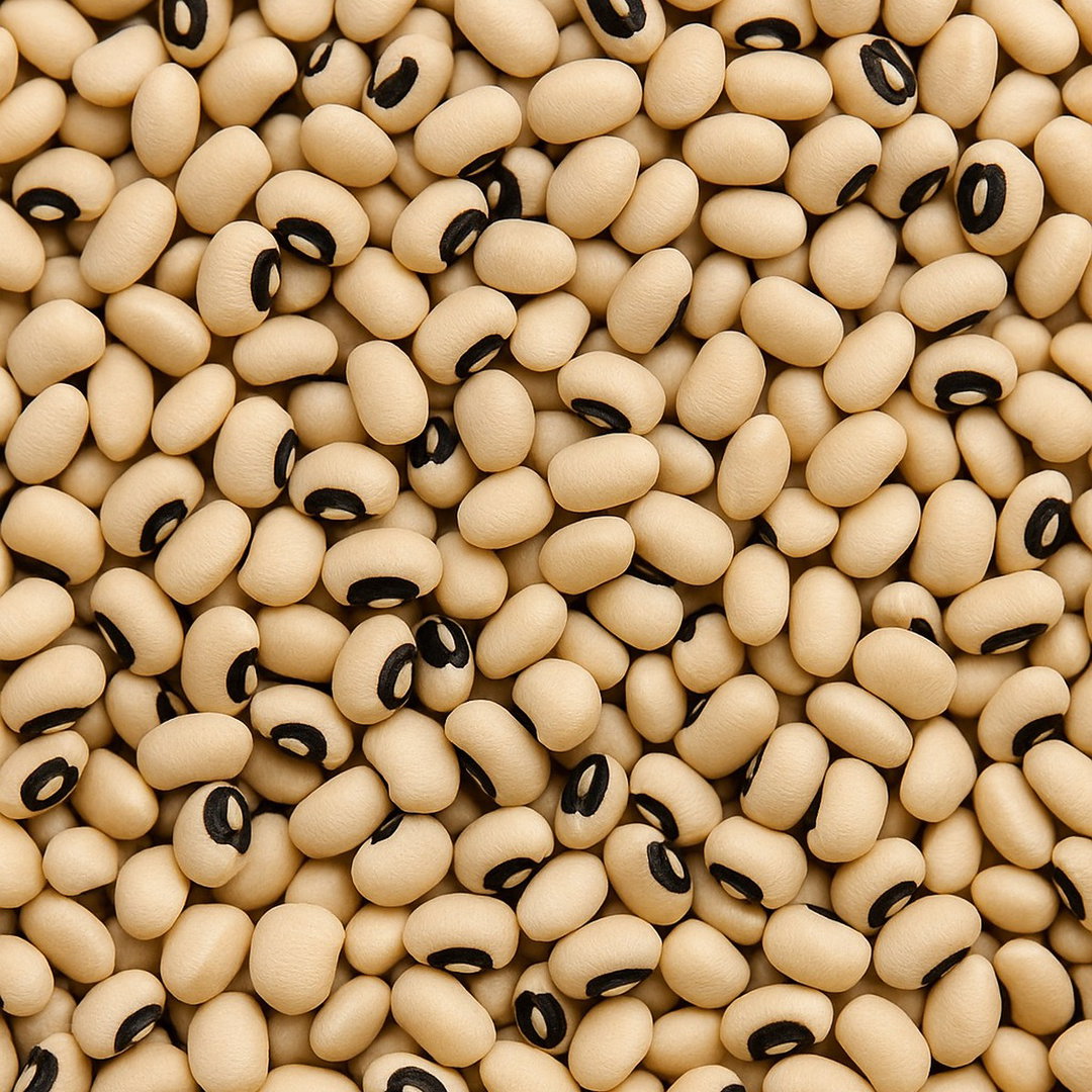 Haricot blanc