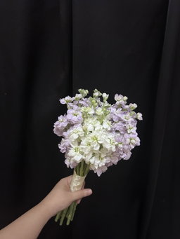 Pure Lavender
