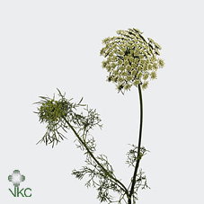 Ammi visnaga_1